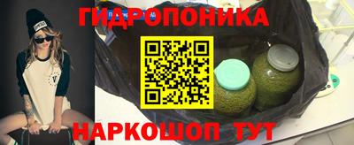 стафф Кингисепп